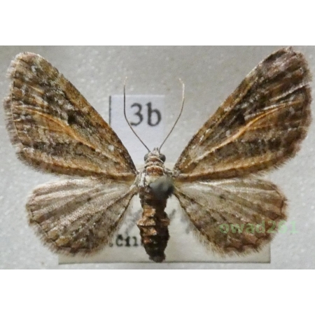Eupithecia icterata (de Villers, 1789) Czech3b